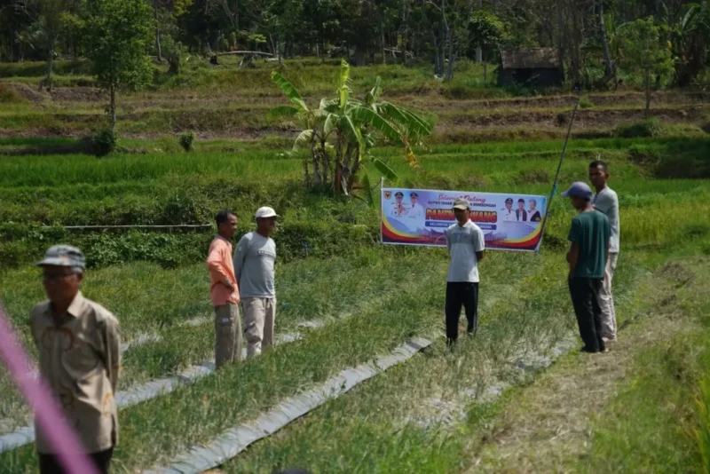 kelompok-tani-bmc-jaya-nagari-cubadak-panen-250-kg-bawang