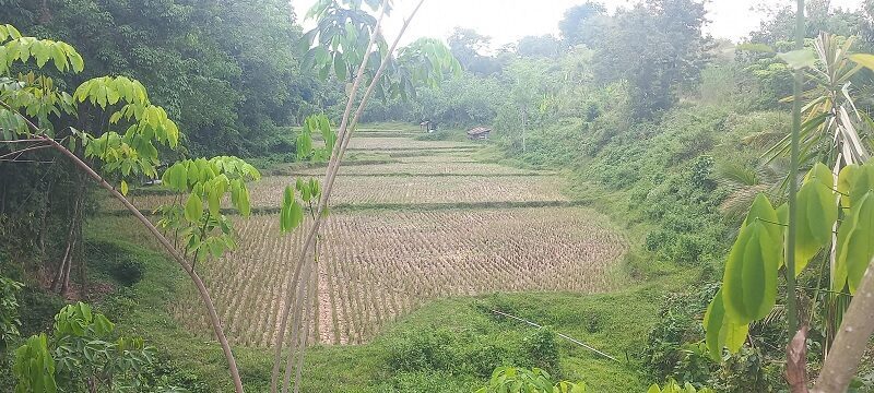 akibat-kemarau-panjang,-ratusan-hektare-sawah-di-sawahlunto-gagal-tanam