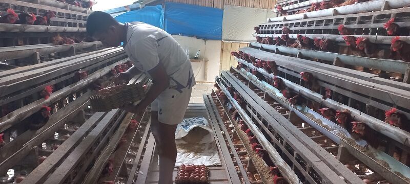 usaha-ternak-ayam-kades-batu-tanjung-marwan-teningkatkan-ekonomi-keluarga