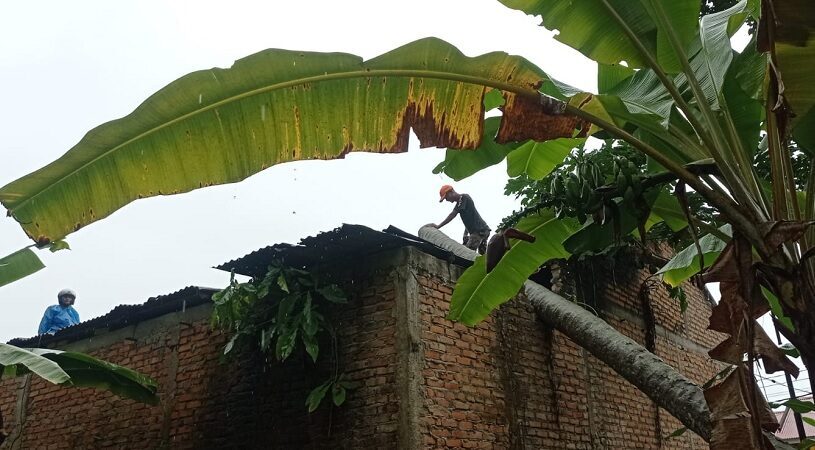dua-rumah-warga-padang-rusak-tertimpa-pohon-tumbang