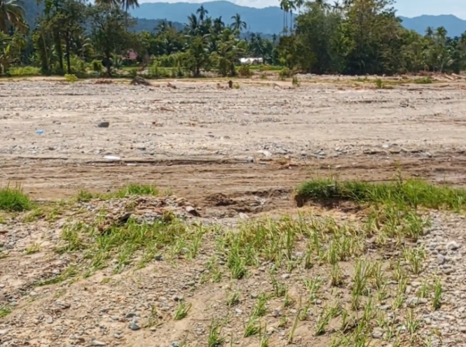 banjir-sumatera-tak-cuma-karena-cuaca-ekstrem,-terungkap-data-luas-kebun-sawit-melebihi-batas-atas
