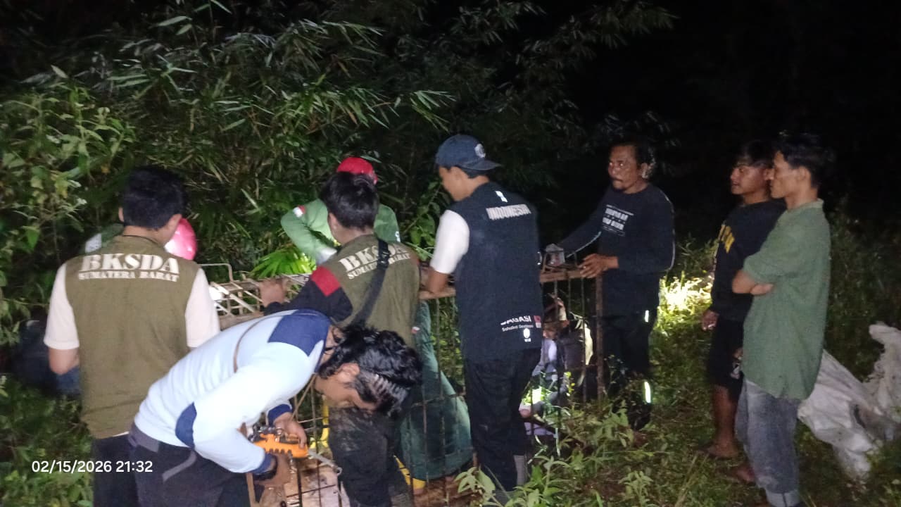 beruang-madu-mengamuk-di-pasaman,-tiga-petani-padi-terluka