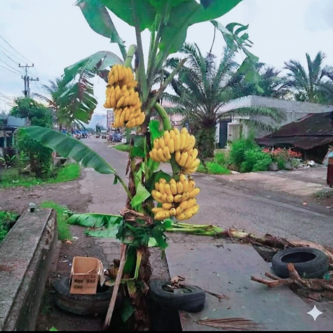 muak-dengan-janji-kampanye-bupati-agam,-warga-kembali-tanam-pohon-pisang-di-jalan
